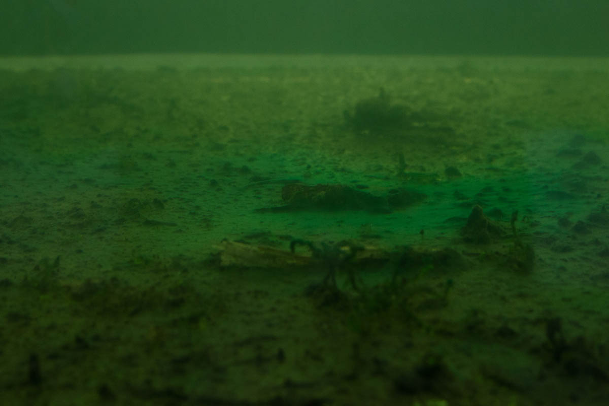 Cyanobakterien in einem Aquarium des Künstlers Clemens Schneider