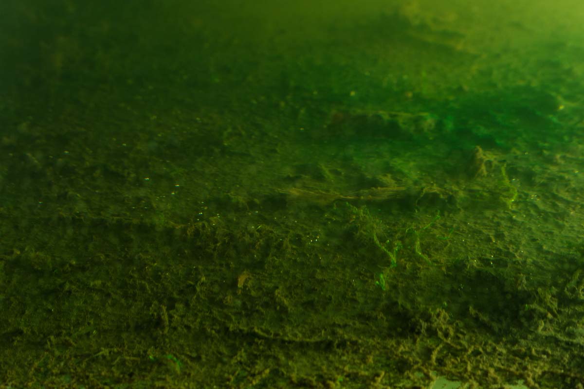 Cyanobakterien in einem Aquarium des Künstlers Clemens Schneider