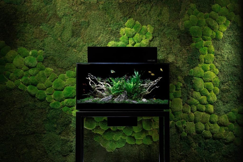 Livecube Aquarium entwickelt von Clemens Schneider mit einer Wand von Wildes Moos im Hintergrund