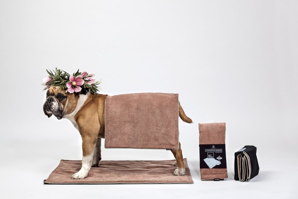 Bild einer Bulldogge von Tierfotograf Clemens Schneider