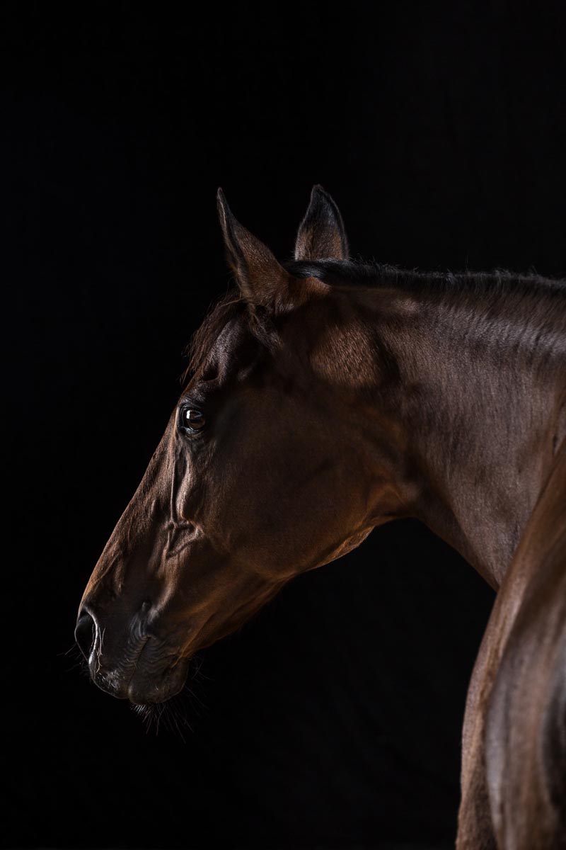 Pferdebild von Pferdefotograf Clemens Schneider