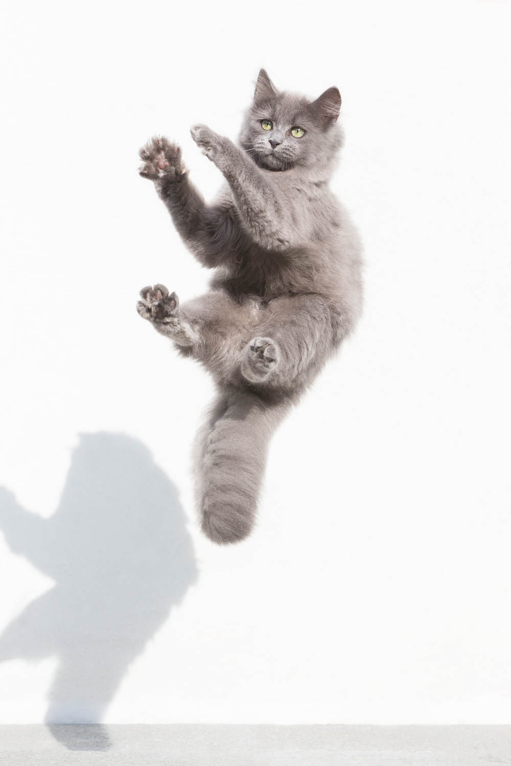 Eine Deutsch Kurzhaar Katze im Sprung fotografiert von Tierfotograf Clemens Schneider