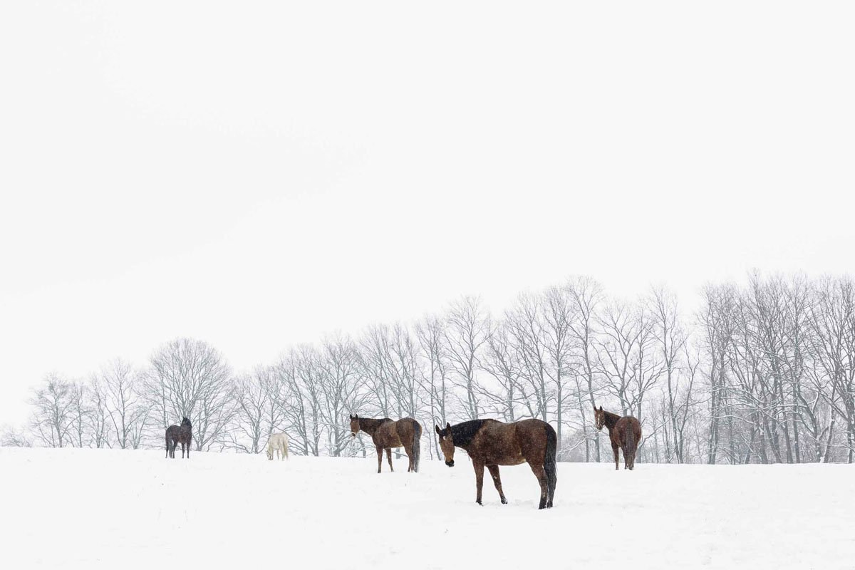 Pferdefoto in einer Winterlandschaft in Niederösterreich von Pferdefotograf und Tierfotograf Clemens Schneider