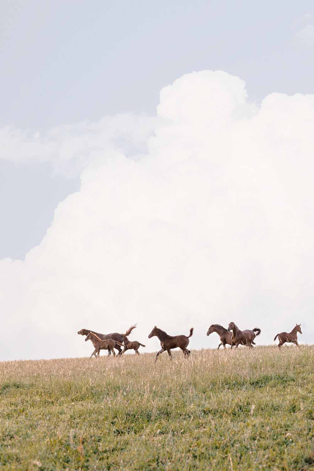 Pferdefoto einer Gruppe Stuten mit Fohlen von Pferdefotograf Clemens Schneider aus Wien