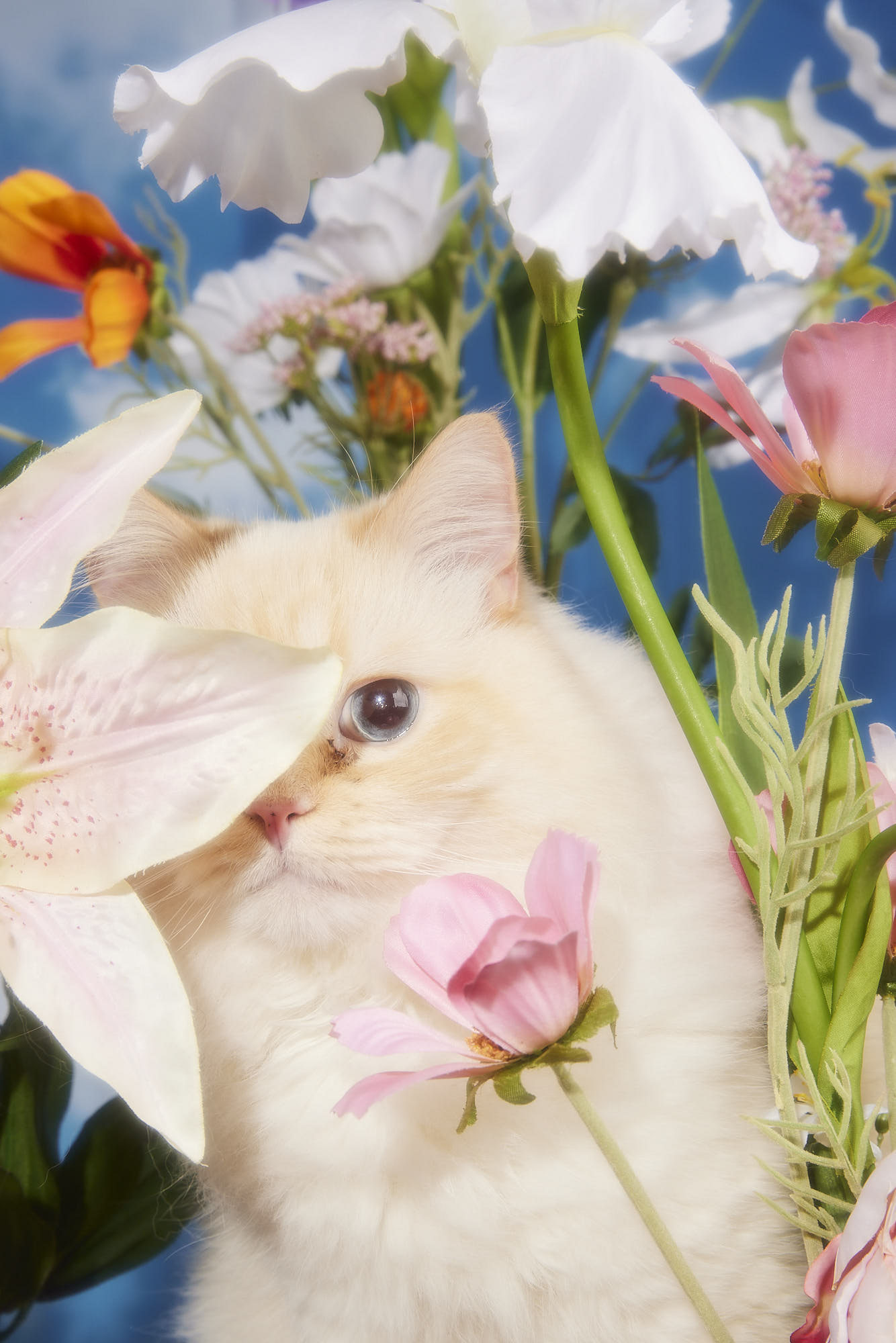 Eine Katze zwischen Blumen für das Projekt Kauf Beim Tier fotografiert von Tierfotograf Clemens Schneider